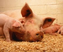 Zdjęcie - Dłuższy termin składania wniosków o płatność dobrostanową