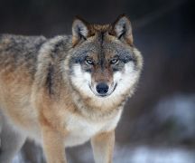 Zdjęcie - Uwaga! Wilki! 