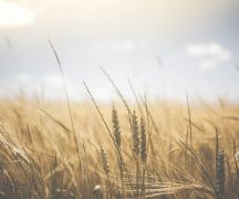 Zdjęcie - Dni Pola 2020 w nowej formule