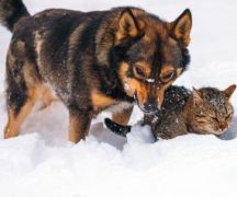 Zdjęcie - DBAJMY o zwierzęta w czasie mrozów