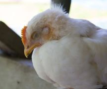 Zdjęcie - Rozporządzenie nr 22/2025 Wojewody Kujawsko-Pomorskiego w sprawie zwalczania wysoce zjadliwej grypy ptaków (HPAI) na terenie powiatów chełmińskiego, toruńskiego, wąbrzeskiego i grudziądzkiego