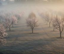 Zdjęcie - Nadzwyczajne wsparcie dla sadowników - wnioski do 15 stycznia 2026 r.