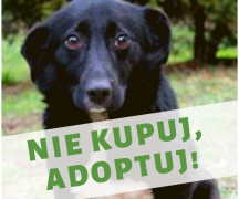 Zdjęcie - Nie kupuj psa. Adoptuj!