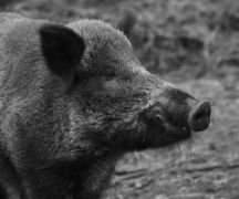 Zdjęcie - Rozporządzenia Wojewody Kujawsko-Pomorskiego