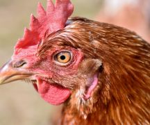 Zdjęcie - Hodowcy drobiu - uwaga na grypę!