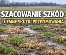 Zdjęcie - Szacowanie strat w gospodarstwach rolnych (ujemne skutki przezimowania 2026).
