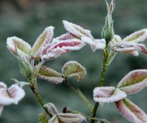 Zdjęcie - Ostrzeżenie meteorologiczne - przymrozki