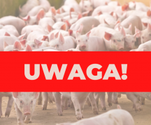 Zdjęcie - Uwaga! Afrykański Pomór Świń 