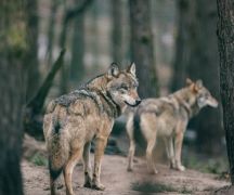 Zdjęcie - Informacja - apel do mieszkańców Gminy Płużnica