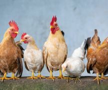 Zdjęcie - Rozporządzenie Wojewody Kujawsko-Pomorskiego   sprawie zarządzenia środków podejmowanych w związku z ryzykiem wystąpienia wysoce zjadliwej grypy ptaków i rzekomego pomoru drobiu na terenie województwa kujawsko-pomorskiego