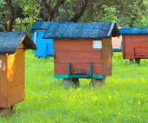 Zdjęcie - 1 kwietnia rusza nabór na dofinansowanie do przezimowanych rodzin pszczelich