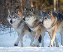 Zdjęcie - Informacja dla mieszkańców Gminy Płużnica