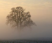 Zdjęcie - Ostrzeżenie meteorologiczne - gęsta mgła