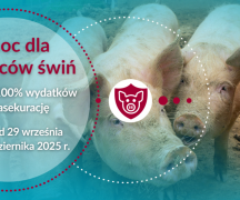 Zdjęcie - Rusza nabór wniosków o pomoc dla producentów świń