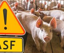 Zdjęcie - Stop ASF - nabór wniosków startuje
