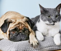 Zdjęcie - Ostatnia szansa na udział w programie kastracji, sterylizacji i czipowania zwierząt
