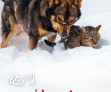 Zdjęcie - Pomóżmy zwierzętom przetrwać zimę!