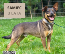Zdjęcie - Adoptuj psa