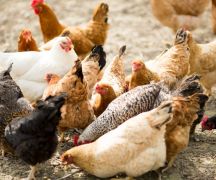 Zdjęcie - Informacja Powiatowego Lekarza Weterynarii