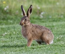 Zdjęcie - Informacja Kujawsko-Pomorskiej Izby Rolniczej w Wąbrzeźnie