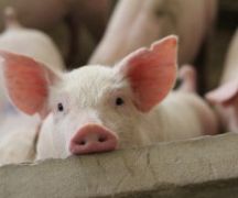 Zdjęcie - INFORMACJA DLA ROLNIKÓW