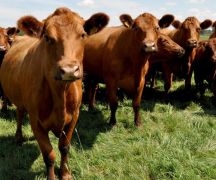 Zdjęcie - Dobrostan 2025 - ważne daty dla hodowców