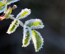 Zdjęcie - Ostrzeżenie meteorologiczne o przymrozkach