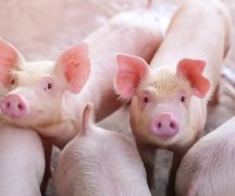 Zdjęcie - Szkolenie z zakresu uboju gospodarczego i bioasekuracji stad trzody chlewnej