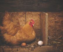 Zdjęcie - Nakazy i zakazy dla obszarów zagrożonych wystąpieniem ptasiej grypy