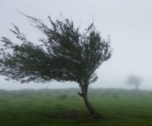 Zdjęcie - Ostrzeżenie meteorologiczne – silny wiatr