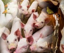 Zdjęcie - Trwa nabór na dopłaty do składek ubezpieczeń zwierząt gospodarskich