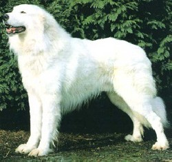 akbash dog
